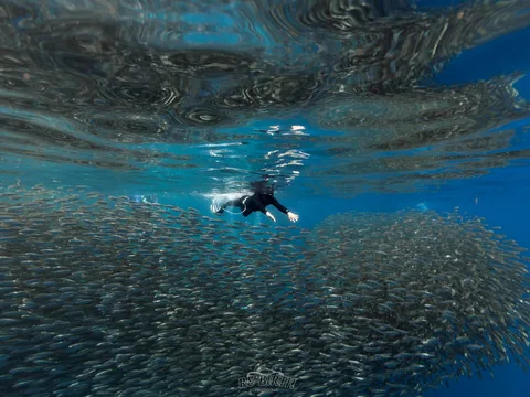 Dive photo 2