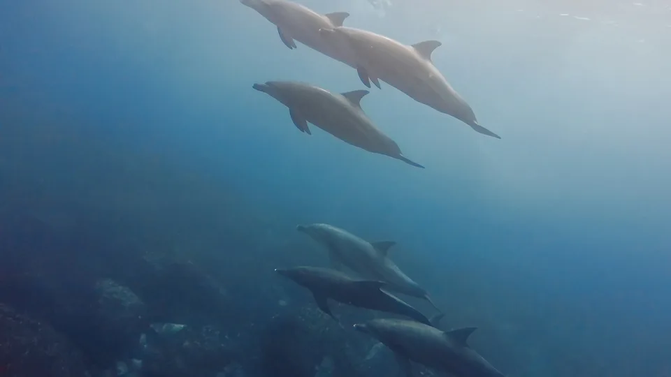 Photo preview: Dive log: Japan