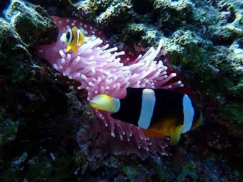 Foto de buceo 1