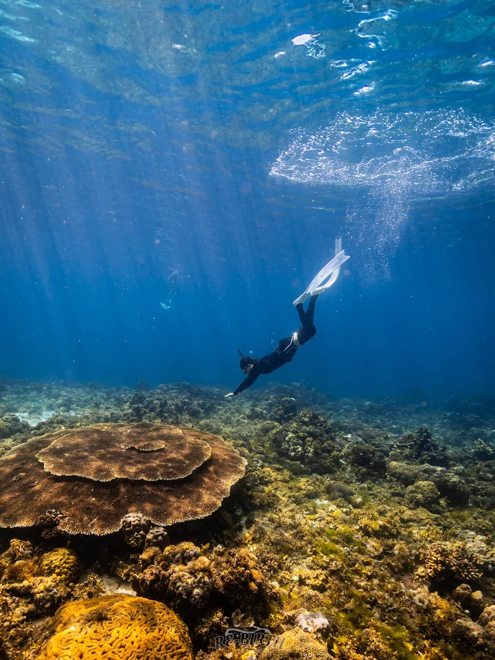 Photo preview: Dive log: Philippines