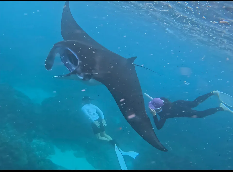 Photo preview: 흰수염고래 added Indonesia to their dive map