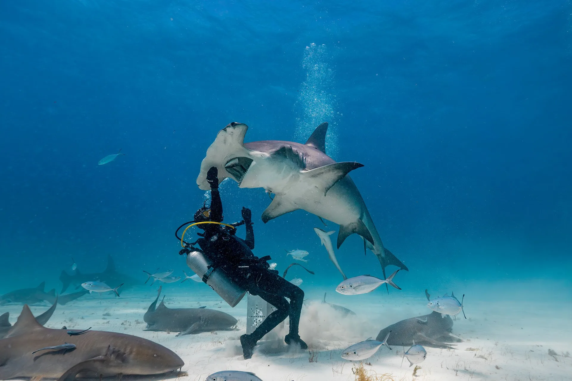 hammerhead shark & 망치상어 다이빙 투어 대표 사진