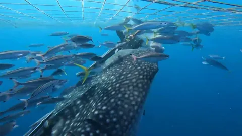 Foto de buceo 2