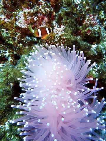 Dive photo 2