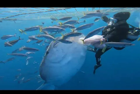 Dive photo 1